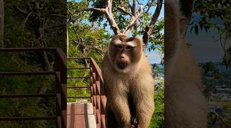 Monkey on Phuket #shorts