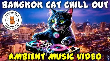 THE BEST BANGKOK CAT AMBIENT CHILLOUT VIDEO! | PAWS Bangkok 