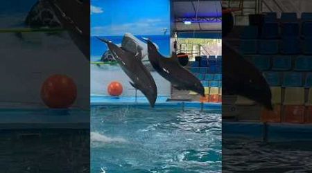 Dolphin show in Phuket