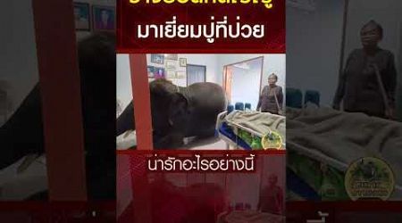 ช้างยอดกตัญญู มาเยี่ยมคุณปู่ที่ป่วยติดเตียง #thailand #elephantthailand #viral #้ช้างไทย