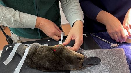 World's largest platypus conservation center welcomes first residents 