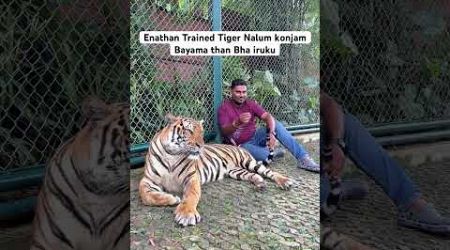 With tiger in Thailand #tiger #tigerkingdom #thailand #phuket #pattaya