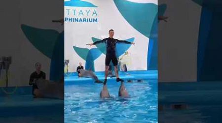 Pattaya Dolphinarium • #1 Dolphin Show in Asia! 
