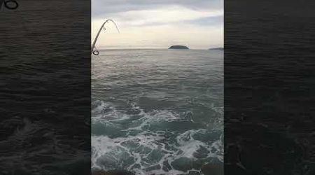 ตกปลาหาปลากระมง ตีหนู #phuket #fishing #ตกปลาชายฝั่ง #คันbison #เเคโรไลน่าริก