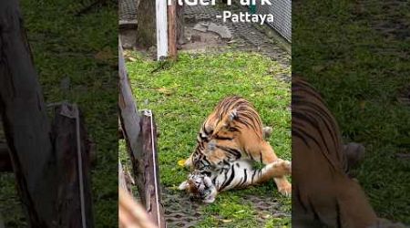 #tiger #tigerparkpattaya #tigerpark #pattaya #thailand #phuket #krabi #kerala #travel #vayanadtiger
