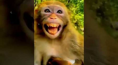 Monkey funny video #funny #shortsfeed #youtubeshorts #viral #trends #shorts