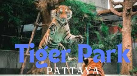 Tiger Park pattaya #tigerparkpattaya #pattaya #bangkok