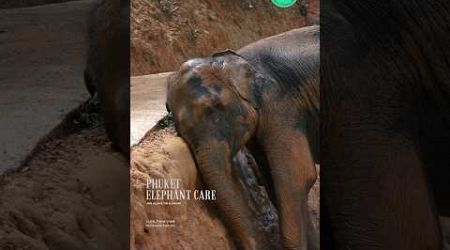 Phuket elephant care (Loch Palm Camp) #elephant #phuketelephantsanctuary #ช้างภูเก็ต