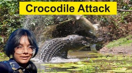 Crocodile Attack in Phuket | Raniya