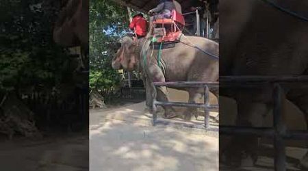 elephant ride #elephant #rider #thailand #bangkok #baby #travel #trending #viralvideo #bangkok #fun
