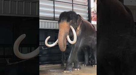 #elephant#video#thailand#pattaya#shortvideo#shorts
