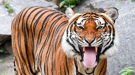 Welt-Tiger-Tag: «Meilenstein»: Zahl der Tiger in Thailand steigt