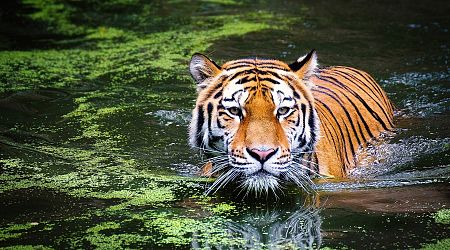 Great news for the endangered tiger: A 250% increase in tiger numbers recorded in Thailand
