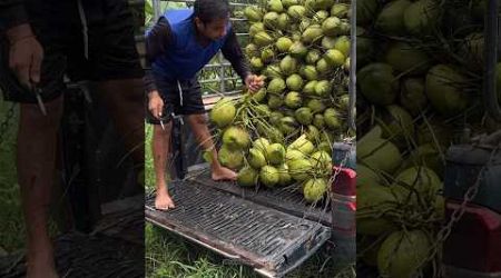 Harvest Coconut Fruit For Grill in Thailand - Thai Street Food