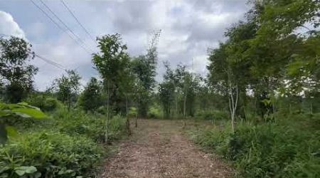 8 Rai land with Hopea odorata trees, Value land close to Thai Muang beach in Phangnga