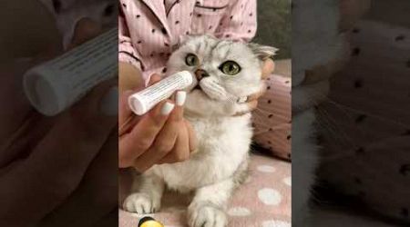 How to clean cat ears and nose #shorts #viral #popular #ytshorts #cat #pets #cute #funny #funnypets