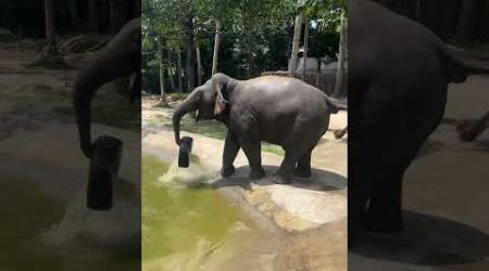 Elephant sanctuary koh samui playing with tyre