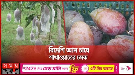 থাইল্যান্ডের আমের রাজার চাষ ঠাকুরগাঁওয়ে | Thailand King Mango Cultivation | Thakurgaon | Somoy TV