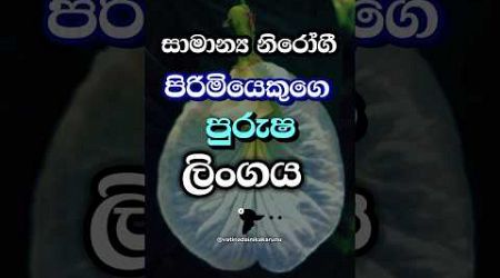 මෙන්න නියම පිරිමි වැඩ්ඩො