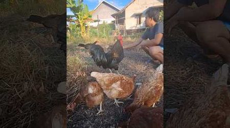 Sayap ayam bangkok cidera