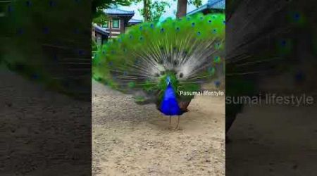 Peacock dance and sound | Morning Bliss #nature #trending #pasumai lifestyle #shorts