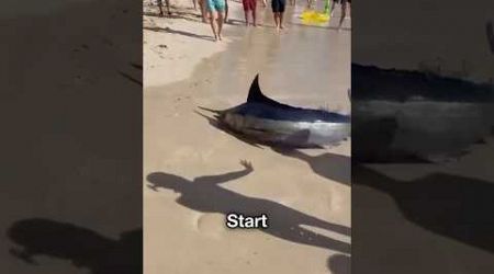 #fishing #shark #fish #travel #animals #popular #marlian #youtubeshorts #shortvideo #beach