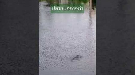 ปลาหมอคางดำเต็มผืนน้ำ