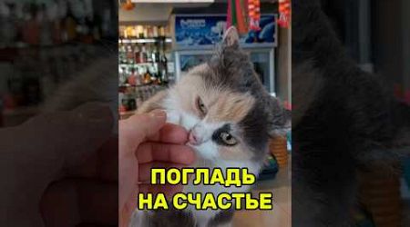 ПОГЛАДЬ НА СЧАСТЬЕ | #shorts #котики #печорин #тайланд #cat #thailand