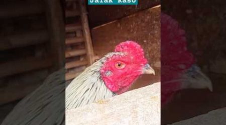 Ayam Bangkok jalak kaso #ayam #ayamkampung #jagonyaayam #ayamjago