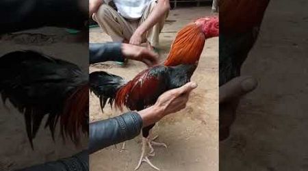 Ayam Bangkok Super #ayam #ayambangkoksuper #Ayamkeren #ayamjago #ayamlucu #penghobiayam #viralvideo