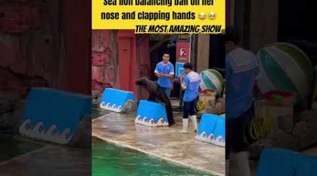 Sea Lion balancing ball on her nose and clapping hands in Bangkok 