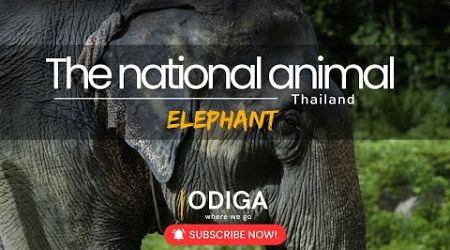 [ODIGA 어디가] Elephants Self Shower &amp; Bath in the Natural River, Phang Nga, Thailand