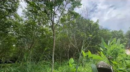 4 Rai of Rubber Plantation with Mountain View for Sale in Khok Kloi, Phang Nga