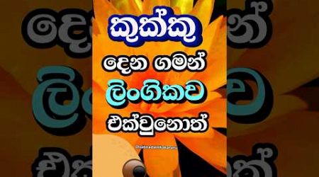 හම්බො දන්නවද වෙන දේ