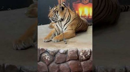 Tiger Park in Bangkok … #tiger #lion #animals