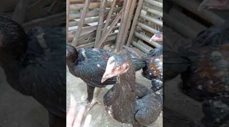 Anak ayam Bangkok Usia 2 bulan Up #shortvideo #hobyayam #ayambangkokindonesia