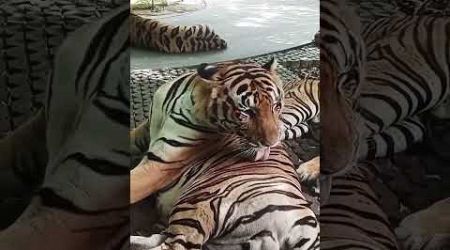 tiger park in Bangkok