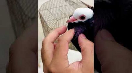 Pigeon Treatment #pigeon #supportme #kabutar #medical #care #medicine #virelvideo #foryoupage #illu