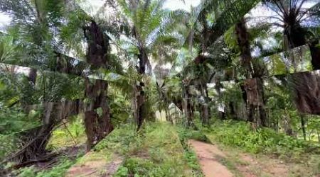 8-rai palm plantation with natural scenery view of land for sale in Laem Hin, Phang Nga
