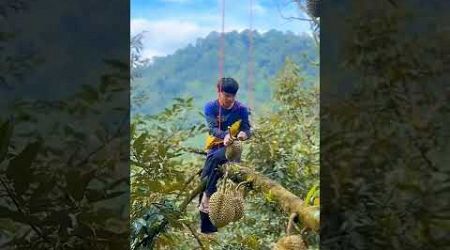 Panen durian mengkal di negara Thailand #shorts #shortvideo