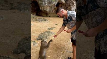 Tayland’da ıssız adada’da maymunlar karşılıyor #tayland #phuket #monkey