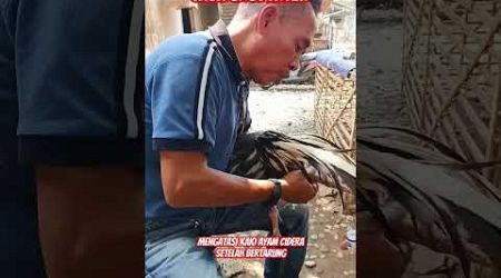 Penanganan cidera ayam bangkok petarung #ayam #ayambangkokindonesia