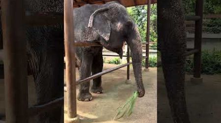 รีวิว ป้อนอาหารช้าง Elephant Home Koh Samui