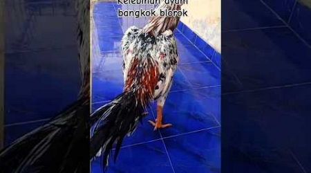 Penghobi ayam laga harus tau !! kelebihan ayam Bangkok blorok #ayamjago #ayambangkokindonesia
