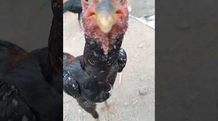 ayam bangkok juara#video #ayam #funny #pecintaayam #ayammagon #lucu #subscribe