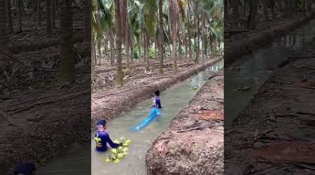 Ini dia proses pemanenan buah kelapa muda di negara Thailand #shorts #shortvideo