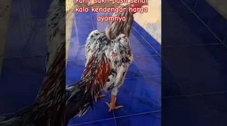 berungbun|keluarga ayam bangkok #ayam #ayamkampung #burung #lucu #ayamjago