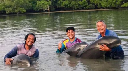 Pygmy killer whales rescued in Phuket