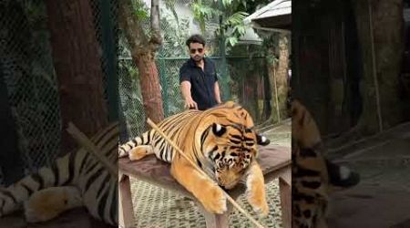 #tiger #tigerzoo #thailand #phuket #travel #trending #trendingshorts #viralvideo #youtubeshorts