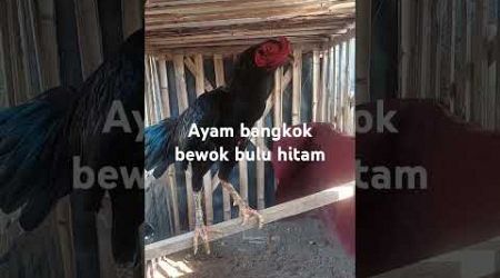 ayam bangkok bewok bulu hitam pilas